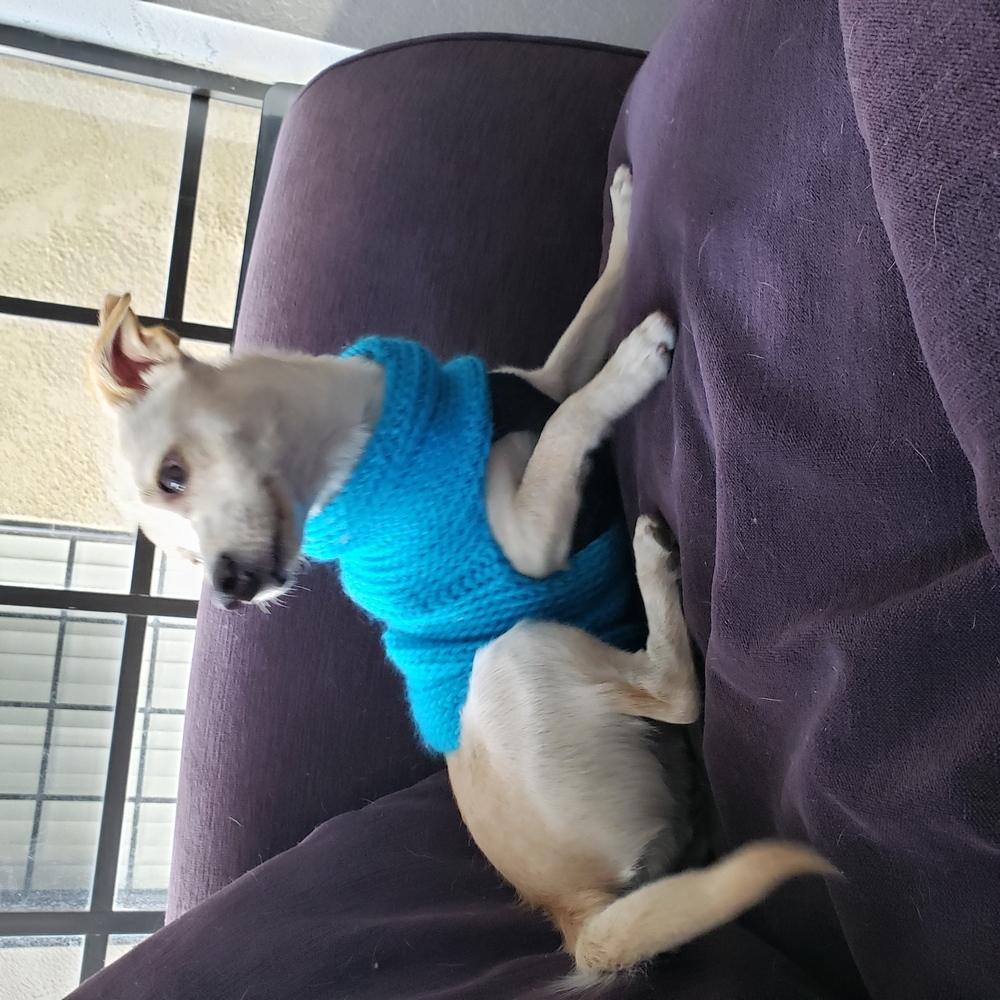 Handmade DOG SWEATER -- Rust - Picture 3 of 5